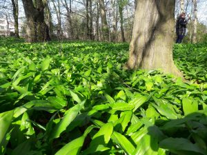 Harvesting Germany S Wild Garlic The German Way More