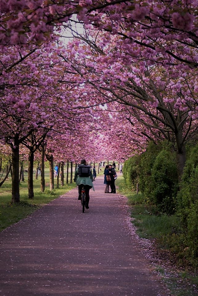 The Month of May in Germany • The German Way & More